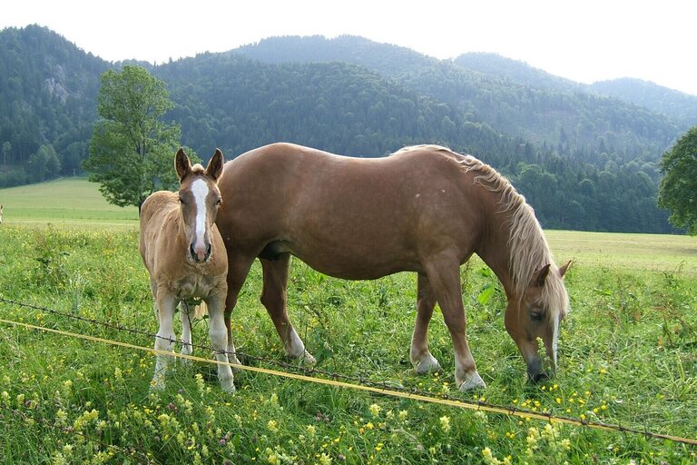 Wanderreiten Wanderreiten